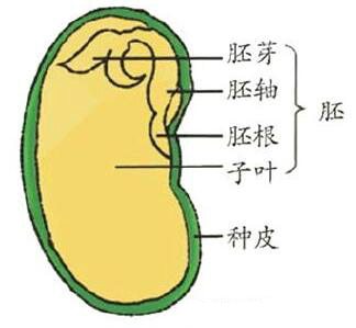菜豆种子结构图